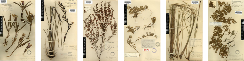 Type specimens